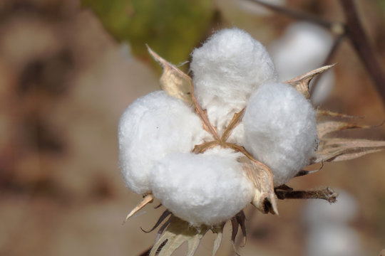 Cotton crop fleure dans le lanscape in africa