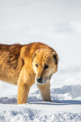 red dog in the snow