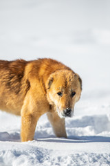 red dog in the snow