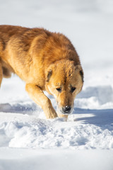 red dog in the snow