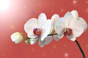 Fantasia di orchidea