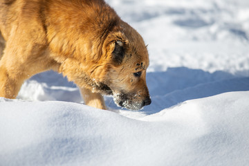 red dog in the snow