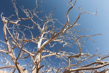 Seder tree