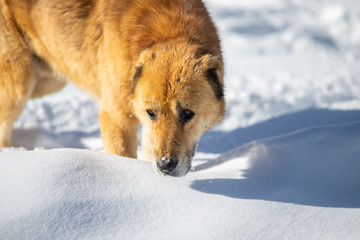 red dog in the snow