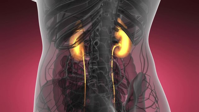 Science Anatomy Scan Of Human Kidneys Glowing