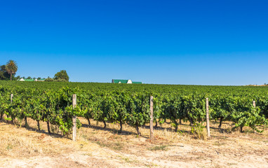 Vineyard with grapevines on a hot summer morning near Paarl, Western Cape South Africa