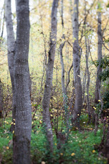 Obraz premium Topole