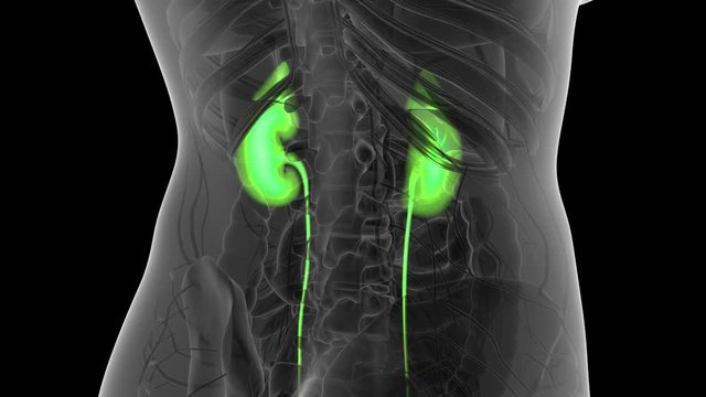 Science Anatomy Scan Of Human Kidneys Glowing