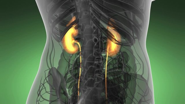Science Anatomy Scan Of Human Kidneys Glowing