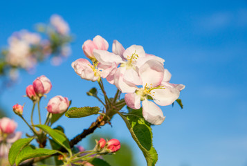 Obraz premium Blooming apple tree blossoms in spring, against blue sky. Bright positive background.
