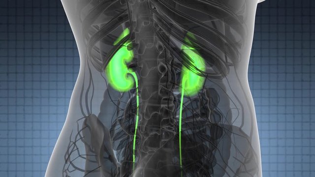 Science Anatomy Scan Of Human Kidneys Glowing