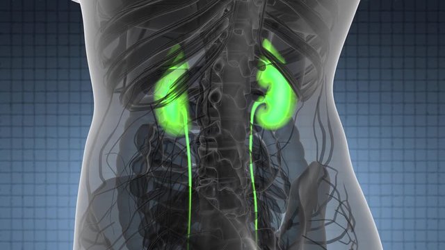 Science Anatomy Scan Of Human Kidneys Glowing