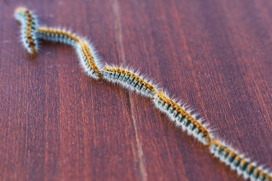 Row of processionary caterpillars, Thaumetopoea pityocampa, on a brown background