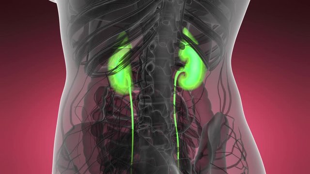 Science Anatomy Scan Of Human Kidneys Glowing