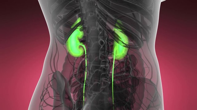Science Anatomy Scan Of Human Kidneys Glowing