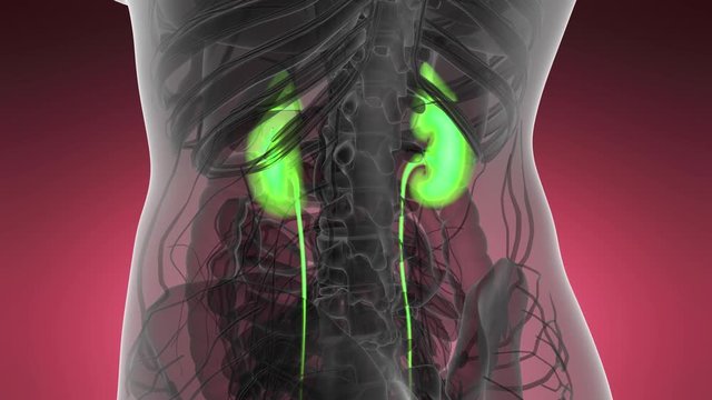 Science Anatomy Scan Of Human Kidneys Glowing