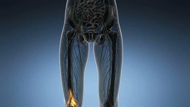 knee medical scan footage