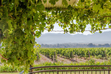 Grape vine on a roof trellis with verandah and  a view over a grape vineyard on a sunny morning in...