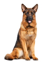 German Shepherd Dog  Isolated  on white Background in studio