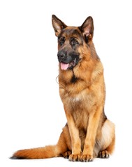 German Shepherd Dog  Isolated  on white Background in studio
