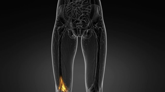 knee medical scan footage
