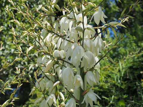 Yucca gloriosa - Gros plan sur des fleurs de yucca superbe aux pétales blanches en forme de cloche