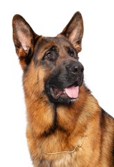 German Shepherd Dog  Isolated  on white Background in studio