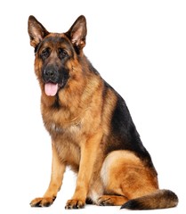 German Shepherd Dog  Isolated  on white Background in studio