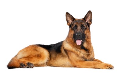 German Shepherd Dog  Isolated  on white Background in studio