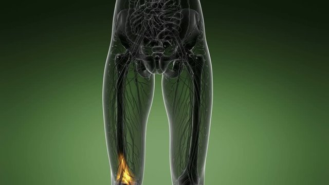 knee medical scan footage
