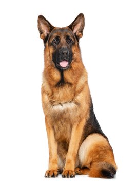 German Shepherd Dog  Isolated  On White Background In Studio