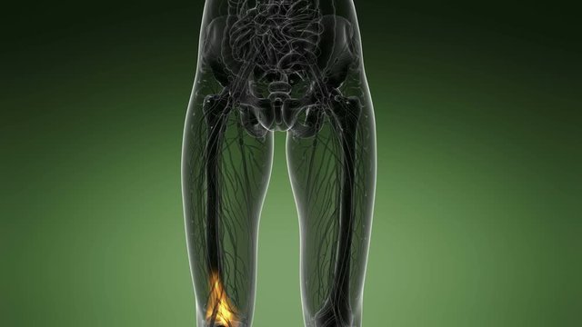 knee medical scan footage
