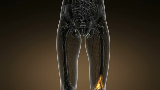 knee medical scan footage
