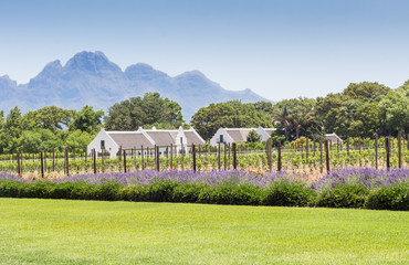 Wine farm in Franschhoek, Western Cape South Africa - Image of La Motte wine estate with young...