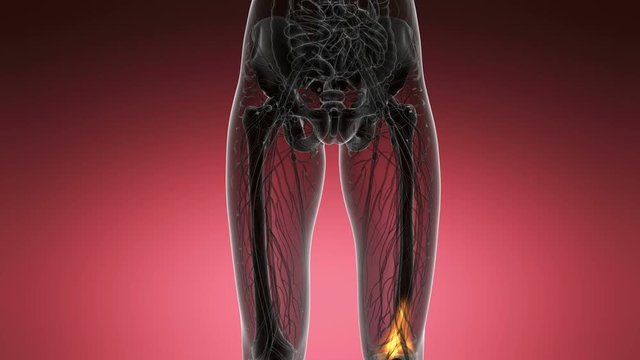 knee medical scan footage