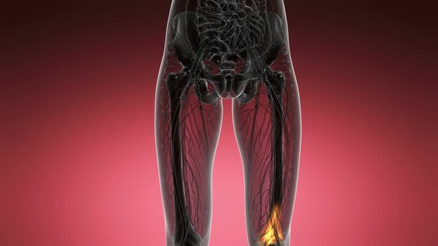 knee medical scan footage