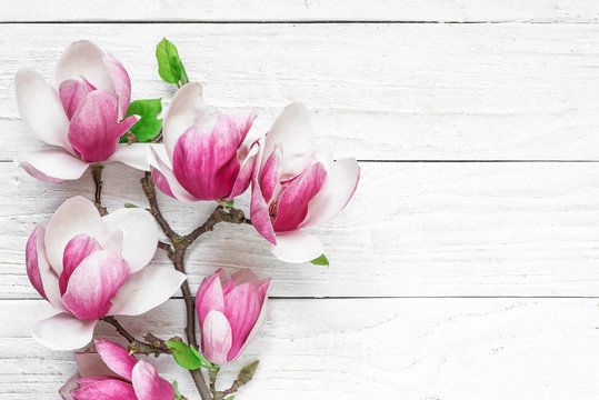 Fototapeta Beautiful pink magnolia flowers on white table with copy space for your text. top view. flat lay