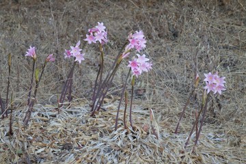 Shiloh Ranch Regional Park in southeast Windsor includes oak woodlands, forests of mixed evergreens, ridges with sweeping views of the Santa Rosa Plain, canyons, rolling hills, a shaded creek
