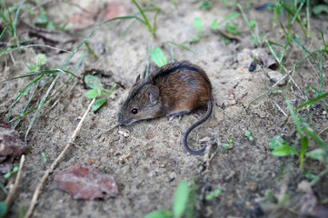 Mała wystraszona mysz polna pozuje do zdjęcia (Apodemus agrarius).