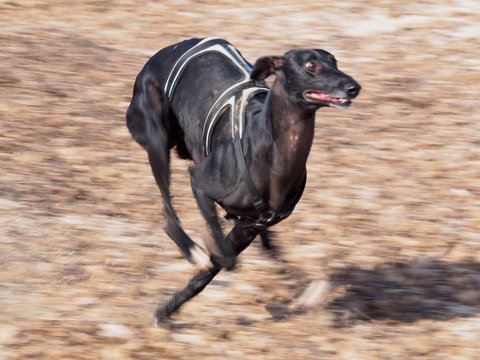 Galgo espa&ntilde;ol corriendo