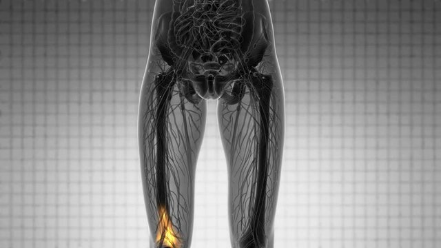 knee medical scan footage