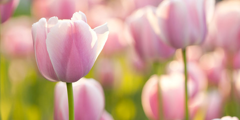 beautiful tender pink tulips in a sunny spring field