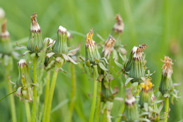 few funny faded dandelions in a summer field