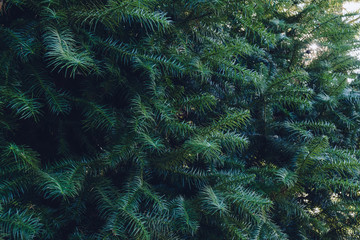 Forrest of green pine trees on mountainside. Natural background of pine leaves .