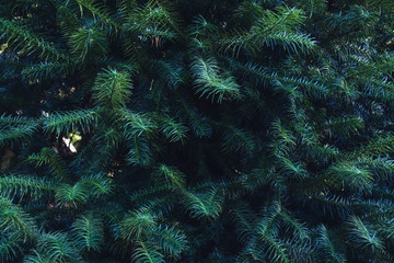 Forrest of green pine trees on mountainside. Natural background of pine leaves .