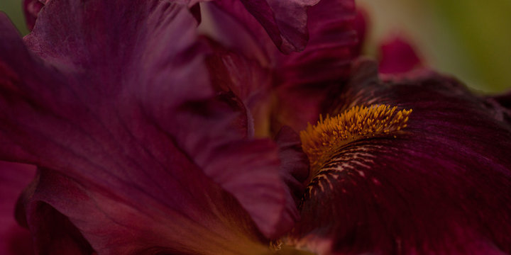 beautiful velvet bright burgundy iris flower, macro