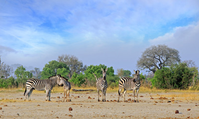 Fototapeta na wymiar Herd of Plains Zebra with a pale blue cloudy sky in Hwange National Park