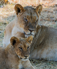 Close up of a lioness and her cub resting in the African Bush, Hwange National Park, Zimbabwe