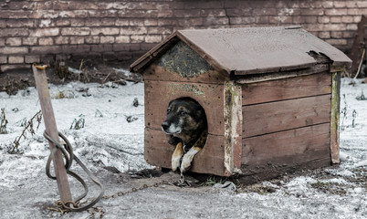 old dog on a leash sits in a wooden booth