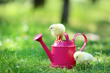 Little chicks with pink watering can on green grass